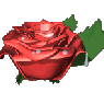 flower73