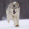 epica1972