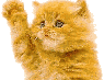 cat1959