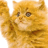 cat1959