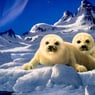zeehond13