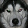 mara26