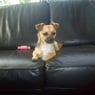rumping
