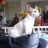 Chiennie