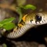 Snakylady