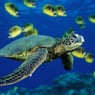turtles