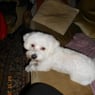 snoopy0307