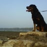 corine2008