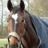 mieke2004