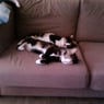 Cherie
