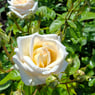 queenie53