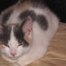 prinses2008