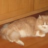 binkie14