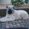 rosco