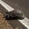 schildpadje1