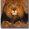 lion67