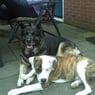 yvonnejes