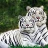 tigerlady78