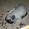 devilwitch