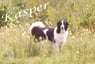 Buster41