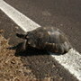 schildpadje1
