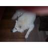 puppypower47