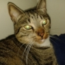 willie2008