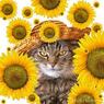 sunflower2010