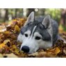 Huskyy