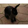 bunny53