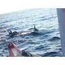 Dolphinarium