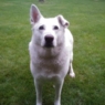 jolan2009