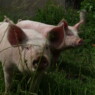 pestkop