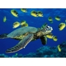 turtles