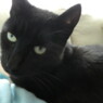 Linxie