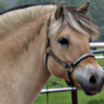 bjorgard