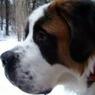 bernard