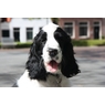 honden123456