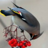 Pestvogel