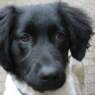 tjibbehond