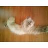 Goegalla