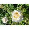 queenie53