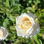 queenie53