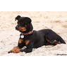 rotweiller