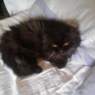 dottie1