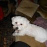 snoopy0307