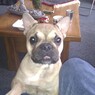 Fred