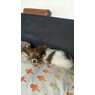 LizZzLove