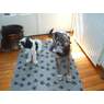 bellertje