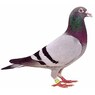 lappiedoller